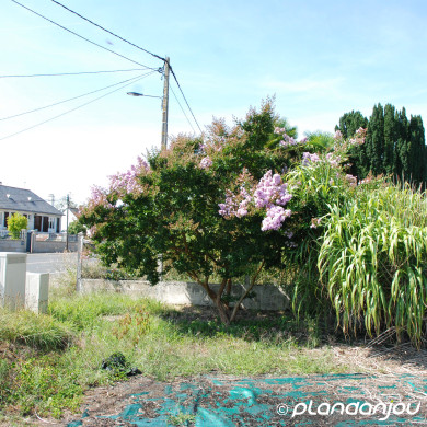 Lagerstroemia indica violet