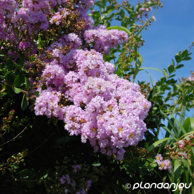 Lagerstroemia indica violet