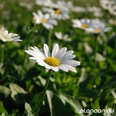 Leucanthemum 'Becky'
