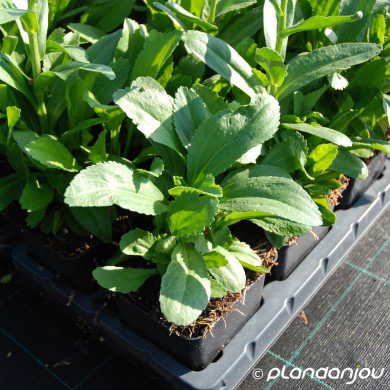 Leucanthemum 'Becky'