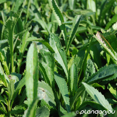 Leucanthemum 'Etoile d'Anvers'