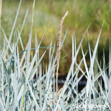 Leymus arenarius Blue dune