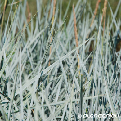Leymus arenarius Blue dune