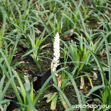 Liriope muscari 'Monroe White'