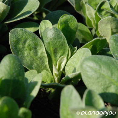 Lychnis coronaria 'Atrosanguinea'