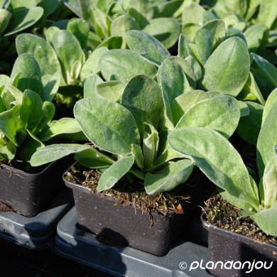 Lychnis coronaria 'Atrosanguinea'