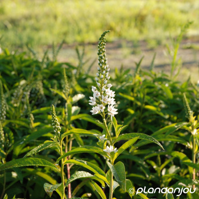 Lysimachia barystachys