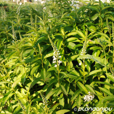 Lysimachia barystachys