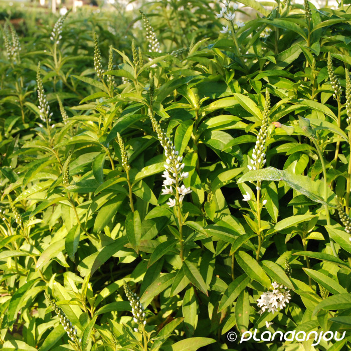 Lysimachia barystachys