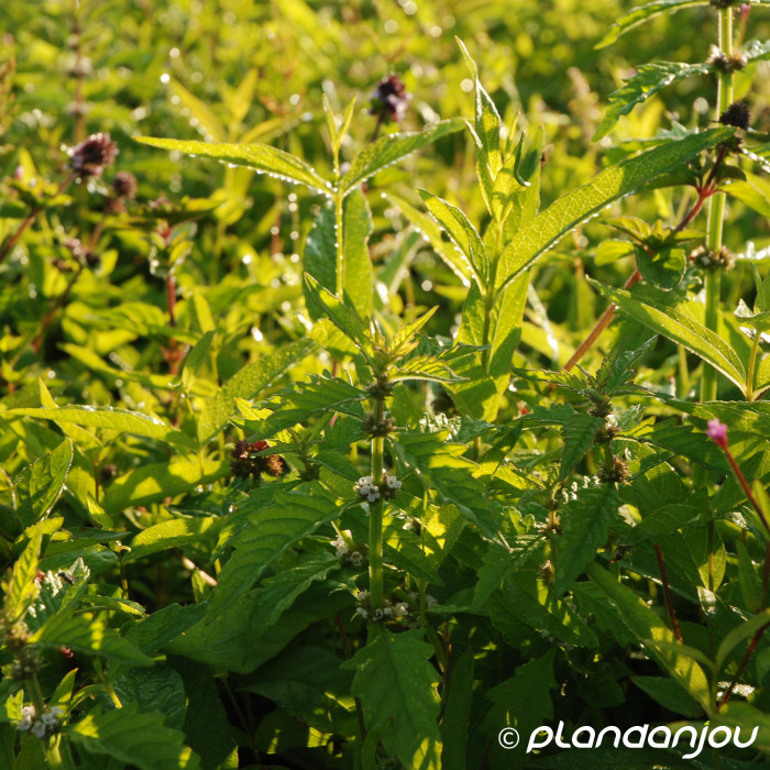 Lysimachia vulgaris