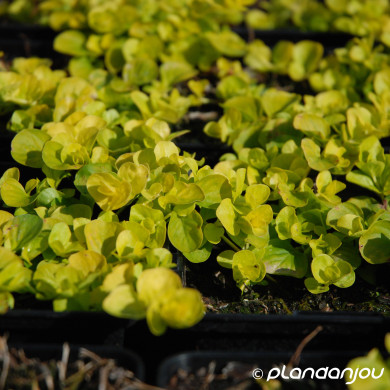 Lysimachia nummularia 'Aurea'