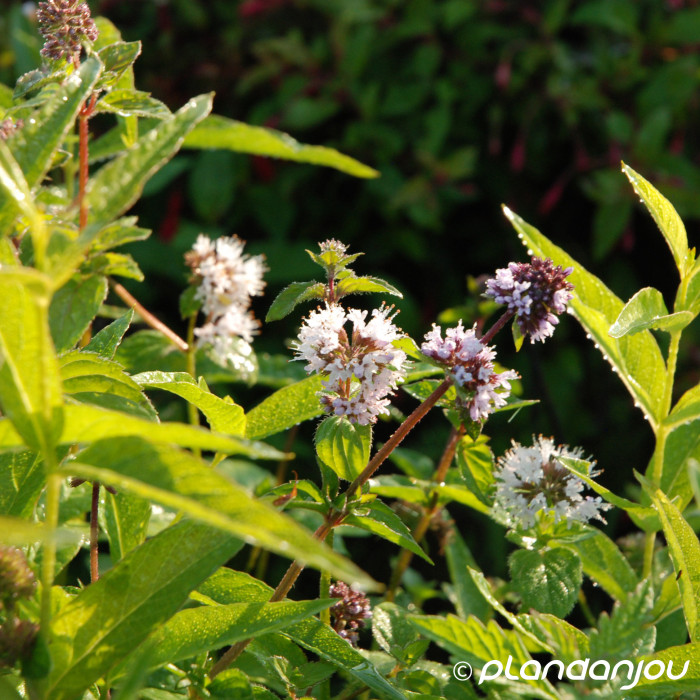 Lysimachia vulgaris