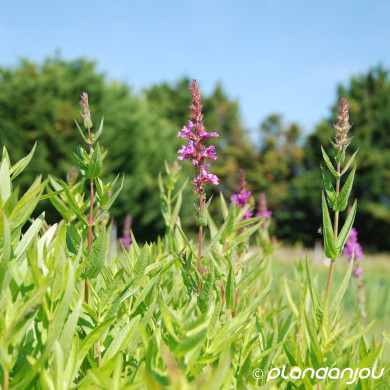 Lythrum salicaria 'Robert'