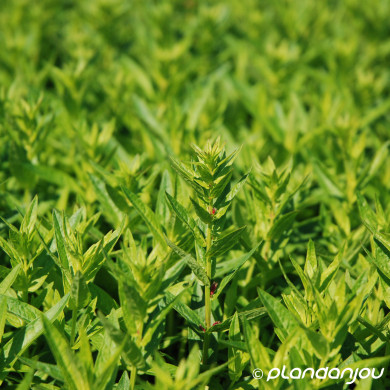 Lythrum salicaria 'Robert'