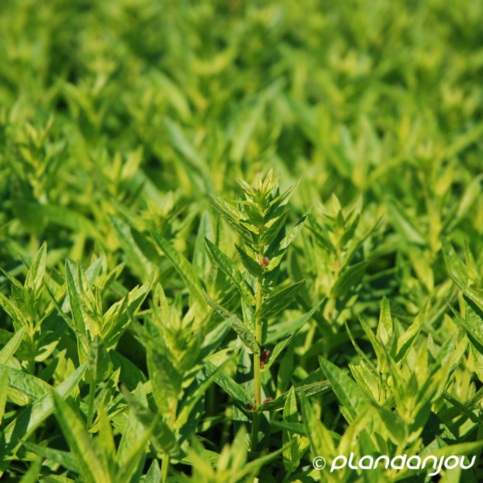 Lythrum salicaria 'Robert'