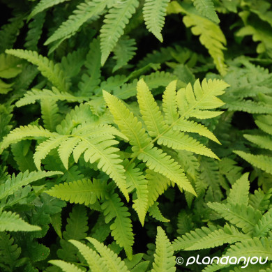 Matteuccia orientalis