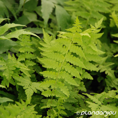 Matteuccia struthiopteris