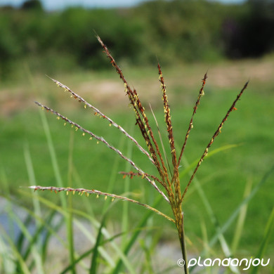 Miscanthus sinensis Early Hybrids