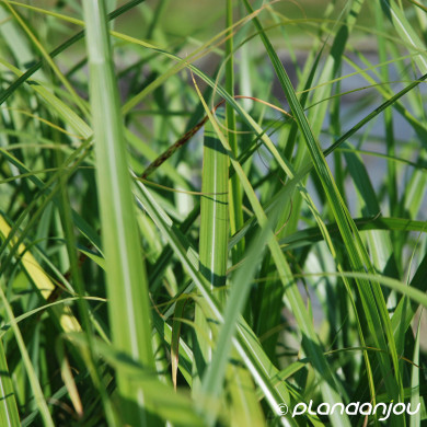 Miscanthus sinensis Early Hybrids