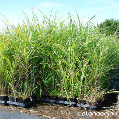 Miscanthus sinensis Early Hybrids