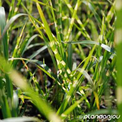 Miscanthus sinensis 'Strictus'