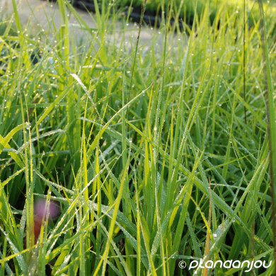 Molinia arundinacea 'Karl Foerster'