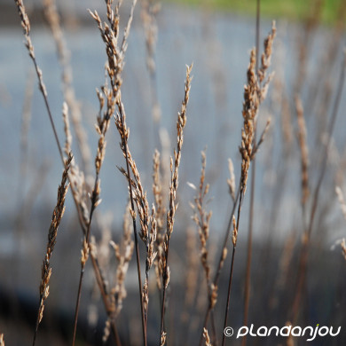 Molinia caerulea 'Edith Dudszus'