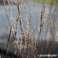 Molinia caerulea 'Edith Dudszus'