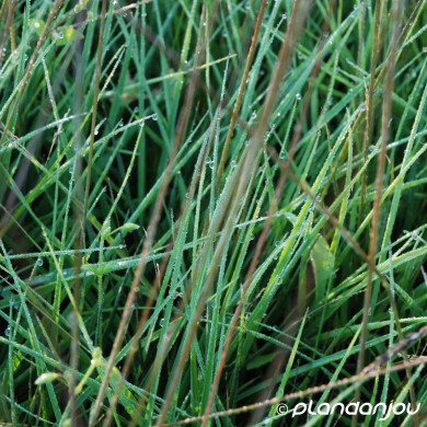 Molinia caerulea 'Edith Dudszus'