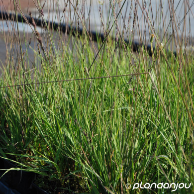 Molinia caerulea 'Edith Dudszus'