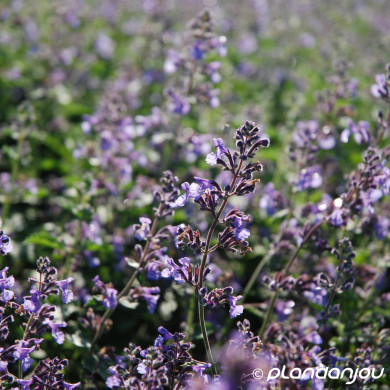 Nepeta 'Walker's Low'