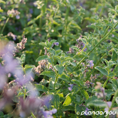 Nepeta 'Walker's Low'