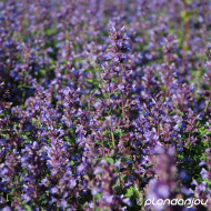 Nepeta 'Cat Pajamas'®
