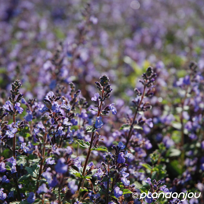 Nepeta 'Purrsian Blue'®