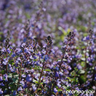 Nepeta 'Purrsian Blue'®
