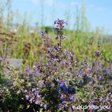 Nepeta 'Purrsian Blue'®