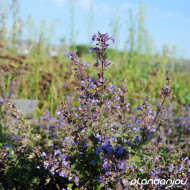 Nepeta 'Purrsian Blue'®