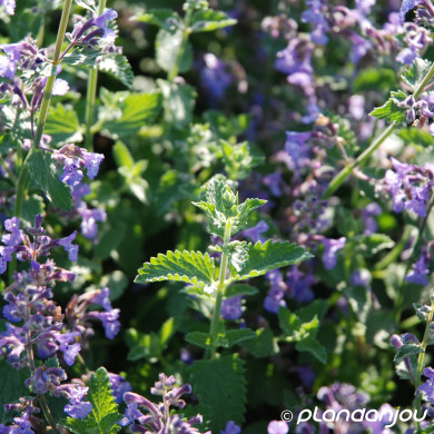 Nepeta 'Walker's Low'