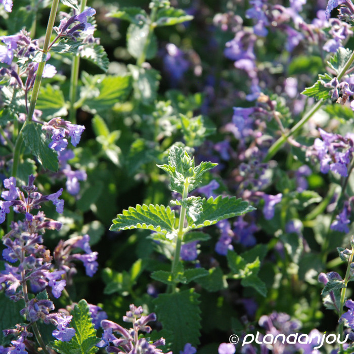 Nepeta 'Walker's Low'