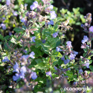 Nepeta 'Purrsian Blue'®