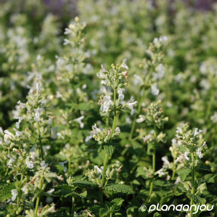 Nepeta racemosa 'Snowflake'