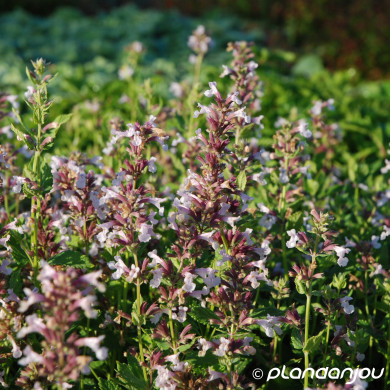 Nepeta grandiflora 'Dawn to Dusk'