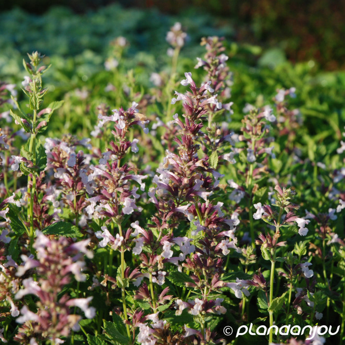 Nepeta grandiflora 'Dawn to Dusk'