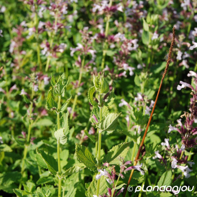 Nepeta grandiflora 'Dawn to Dusk'