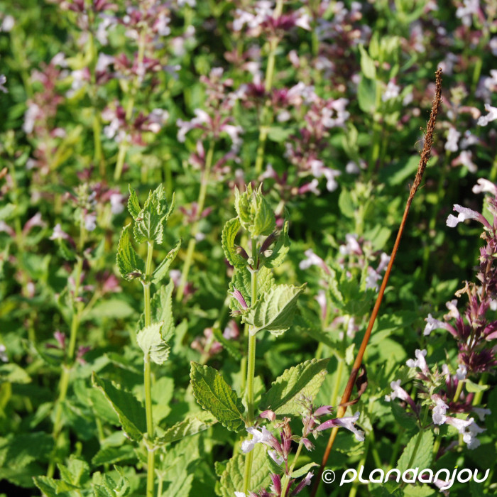 Nepeta grandiflora 'Dawn to Dusk'