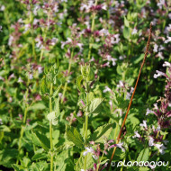 Nepeta grandiflora 'Dawn to Dusk'