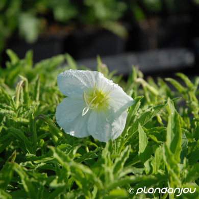 Oenothera speciosa 'Alba'