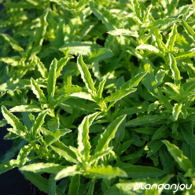 Oenothera speciosa 'Alba'