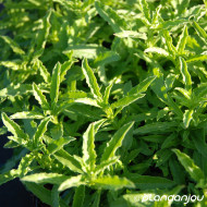 Oenothera speciosa 'Alba'
