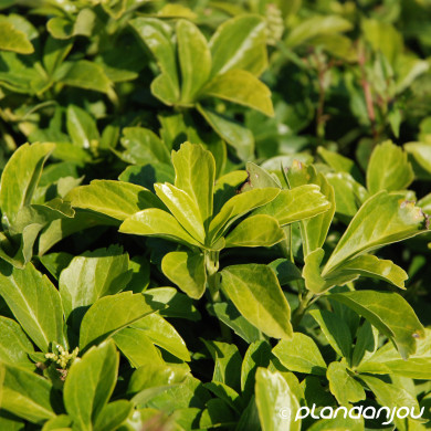 Pachysandra terminalis